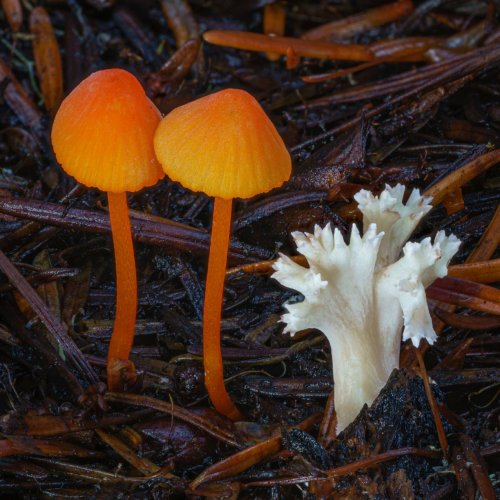 Зрелищные грибы и слизевики, запечатлённые фотографом Элисон Поллак (10 фото)