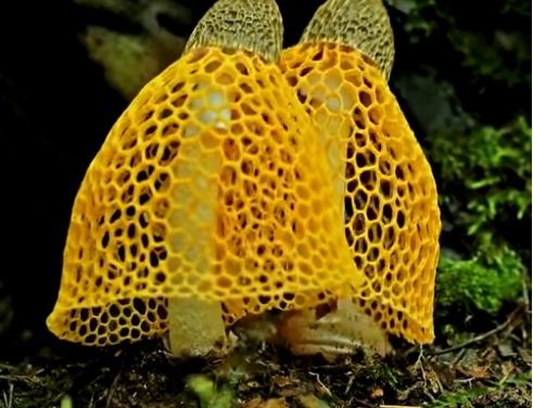 Замедленная съёмка "цветения" грибов под странную музыку