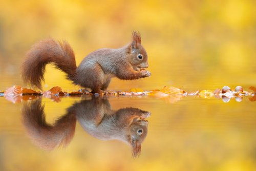 Фотограф дикой природы сфотографировал белочку, перебирающуюся с орешком через озеро (8 фото)