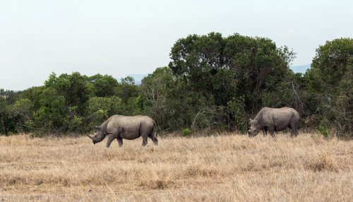 Последние особи северного белого носорога (4 фото)