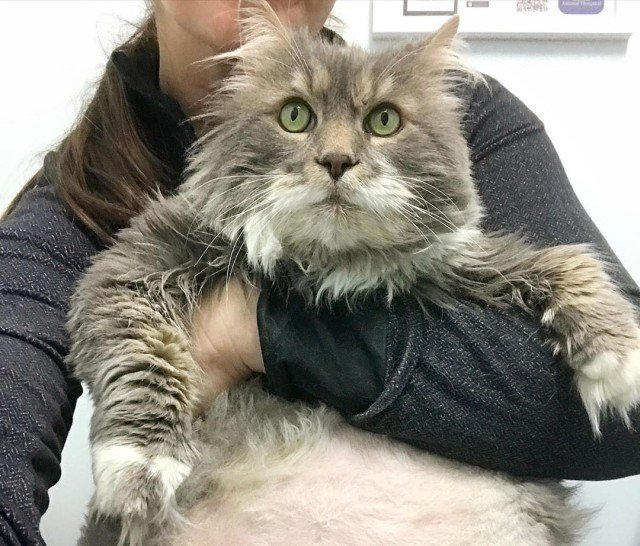 Кот-толстопуз Уилфорд сидит на диете (7 фото)