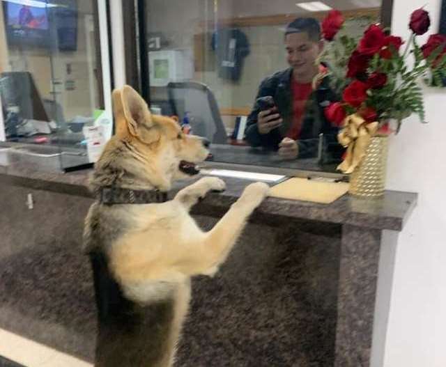 Пес пришел в полицейский участок, чтобы заявить о пропаже самого себя (3 фото)