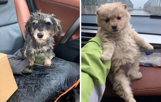 Спасатели взламывают двери квартир, чтобы спасти животных, оставшихся без хозяев из-за вспышки коронавируса (5 фото + видео)