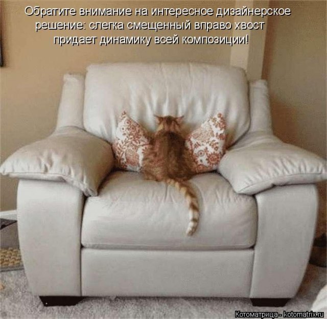 Свежая котоматрица для хорошего настроения (28 фото)