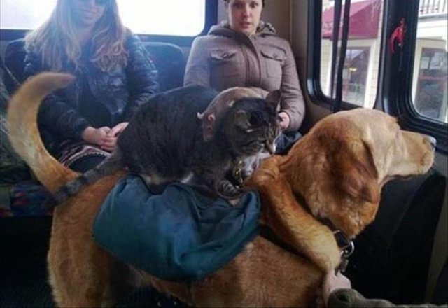 Такое не каждый день увидишь (12 фото)