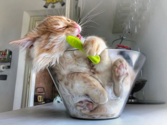 Итальянка забавно документирует жизнь своей кошки (35 фото)