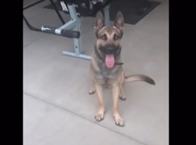 Собака Райкер, которая провалилась на экзамене так, что подняла настроение всем экзаменаторам