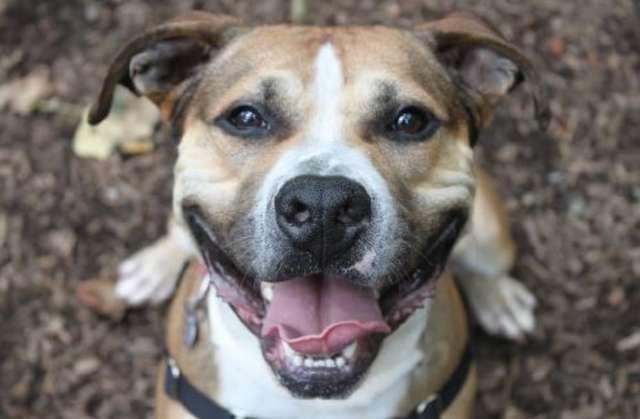 Игривый взрослый пес уже 9 лет ждет в приюте (6 фото)