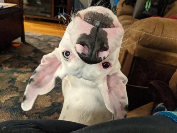 Собаки, которые, кажется, сломались (20 фото)