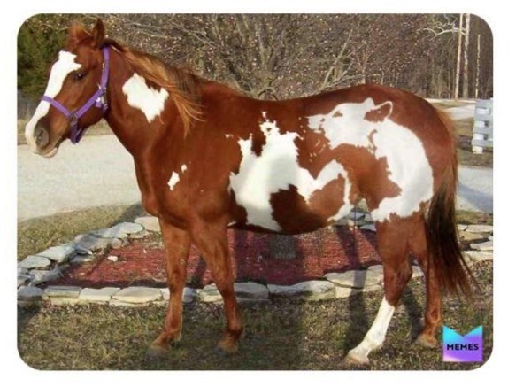 Прикольные фотографии на проверку вашего внимания (18 шт)