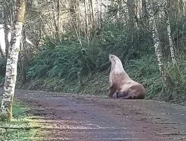 Морской лев немного заблудился и оказался посреди леса (5 фото)