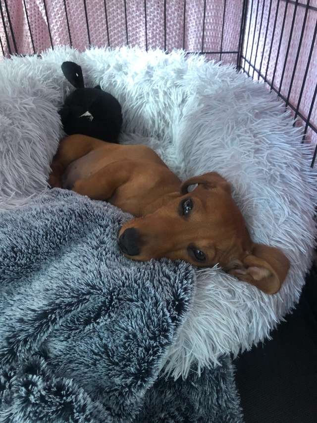 Песик каждый день спешит домой, чтобы сразу улечься в постель (2 фото + видео)