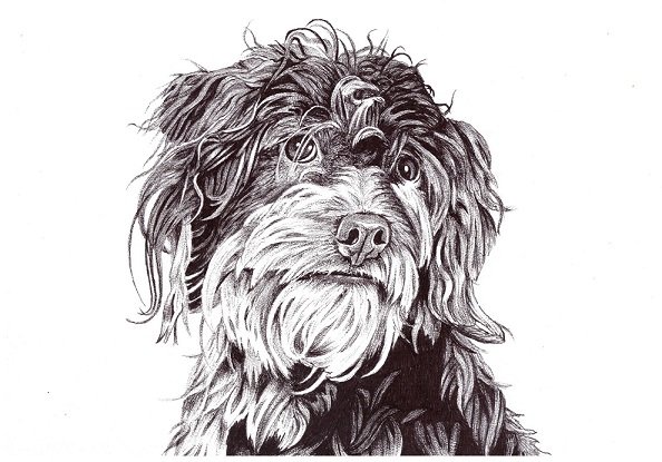 Моё хобби - графика цветными шариковыми ручками...