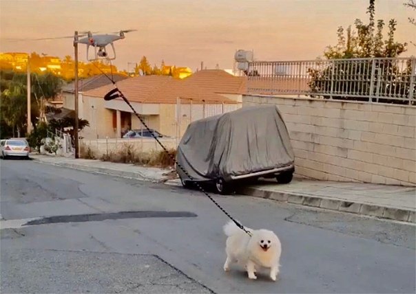 Парень придумал креативный способ вывести на прогулку свою собаку