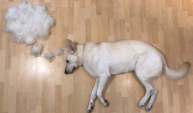 Когда вычёсывание шерсти превращается в искусство (7 фото)