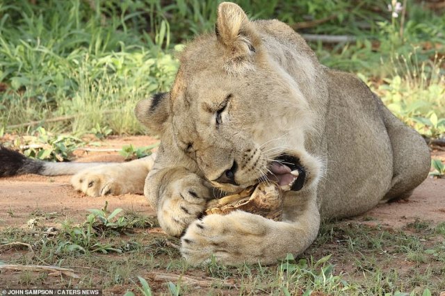 Этот "орешек" львице оказался не по зубам (12 фото)