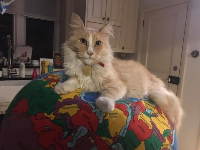 Кот Миттенс: местная знаменитость Веллингтона, у которой есть собственная группа в Facebook (36 фото)