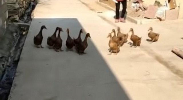 Дружные утки каждое утро собираются вместе, чтобы пойти на речку