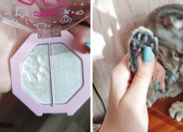 Почему домашних животных лучше не оставлять дома без присмотра (21 фото)