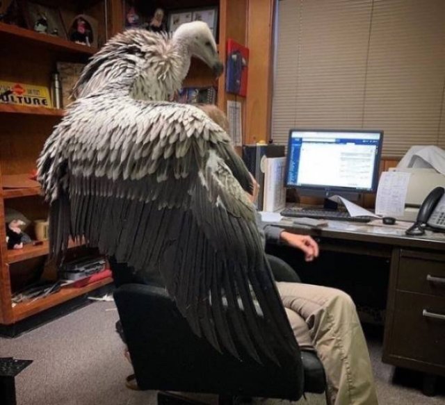 Рабочие приколы и казусы (15 фото)