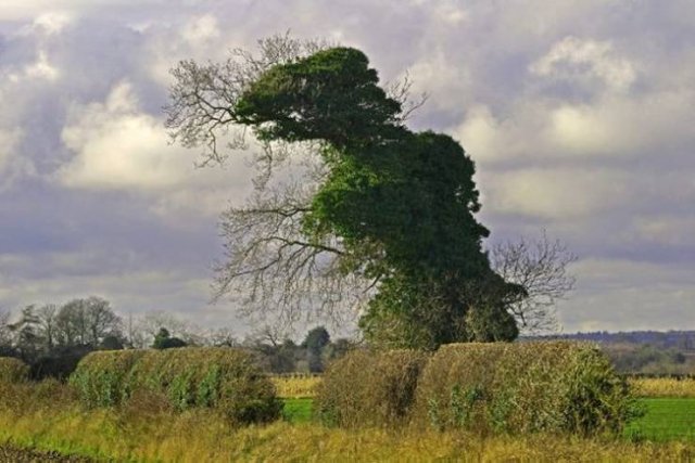 Оказалось, показалось… (16 фото)