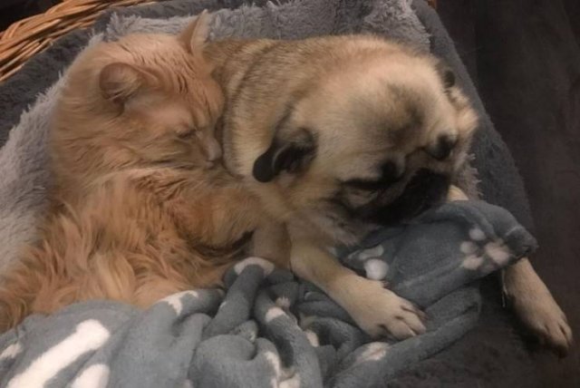 Пост о любви между собаками и кошками (17 фото)