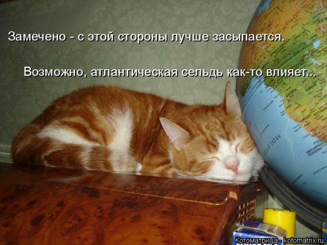 Свежая котоматрица для настроения (17 фото)