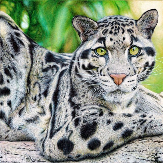 Гиперреалистичные рисунки шариковой ручкой португальского художника-самоучки (11 фото)