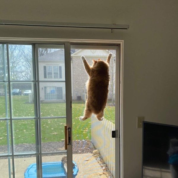 Забавные котейки для поднятия настроения (13 фото)