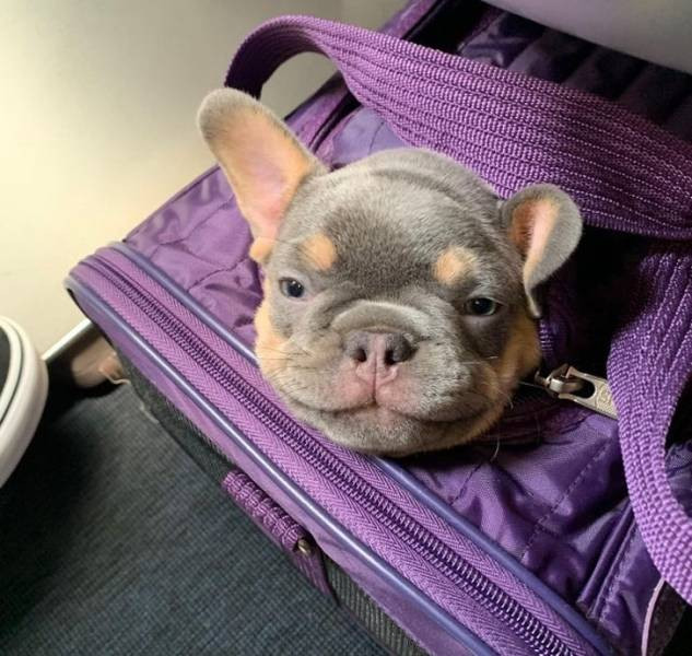 Неожиданные соседи по салону самолёта (18 фото)