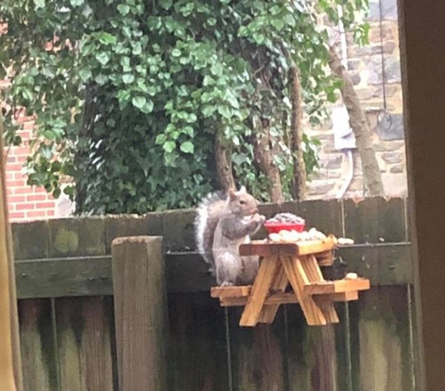 Видели ли вы более идеальную кормушку для белочек, чем эта? (3 фото + видео)