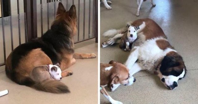 Если вы достаточно смелы, то всё и вся может служить вам подушкой. Как бесстрашной Эдне (14 фото)