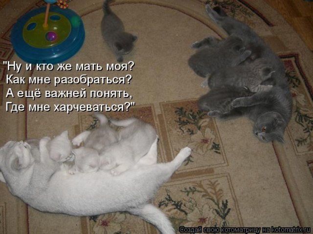 Субботняя котоматрица для всех (23 фото)