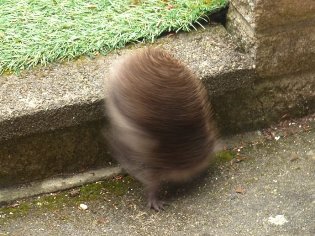 26 человек, которые доказали, что фотографировать животных удаётся не каждому