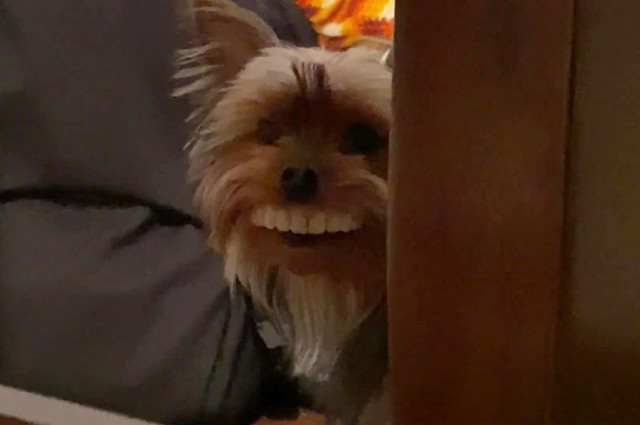 Когда твой пёс тащит со стола всё подряд