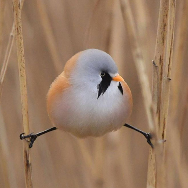 Усатая синица: смешная круглая птица, которая умеет делать идеальный шпагат (20 фото)