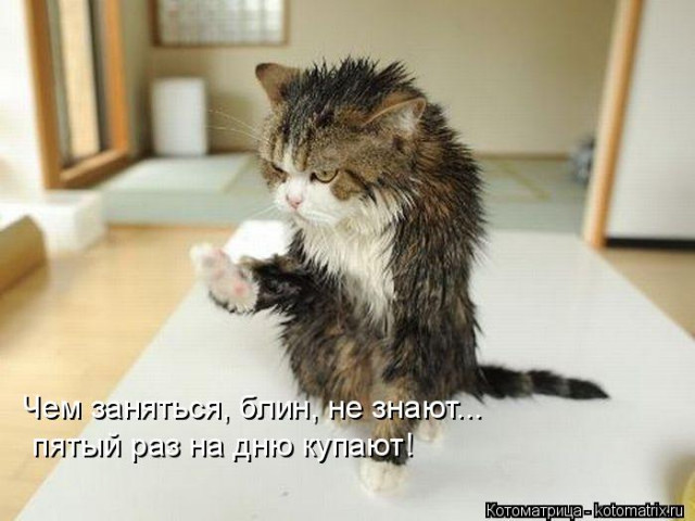 Лучшая котоматрица этой недели (21 фото)