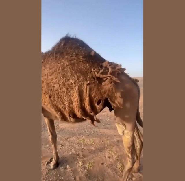 Познавательная минутка на Бугаге: как линяют верблюды