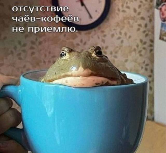 Почти серьезно — смешные фото | Bugaga