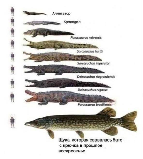 Лента, где смешно всё — смешные фото | Bugaga