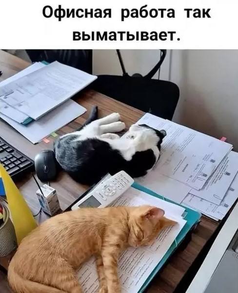 Лента без фильтров — приколы | Bugaga