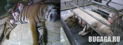 Увеличить картинку