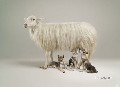 Увеличить картинку