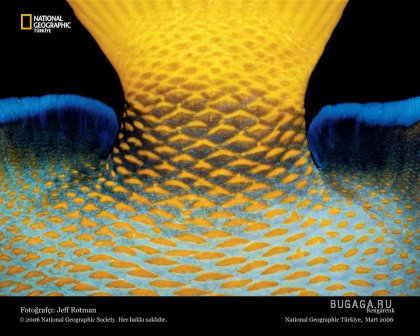 Фотографии от National Geographic(часть 2)