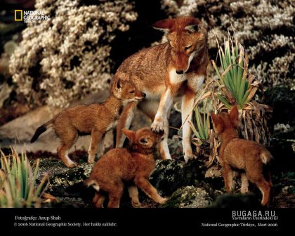 Фотографии от National Geographic(часть 2)