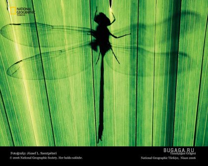 Фотографии от National Geographic(часть 2)