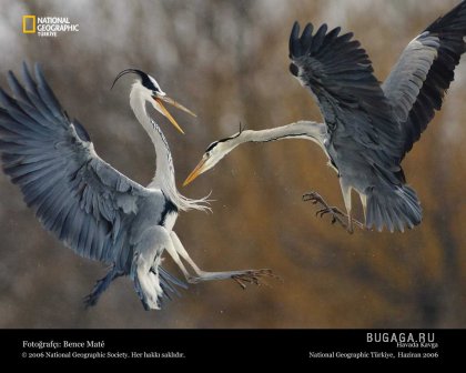 Фотографии от National Geographic(часть 2)
