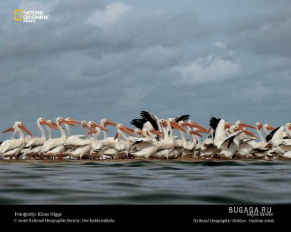 Фотографии от National Geographic(часть 2)