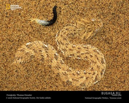 Фотографии от National Geographic(часть 2)