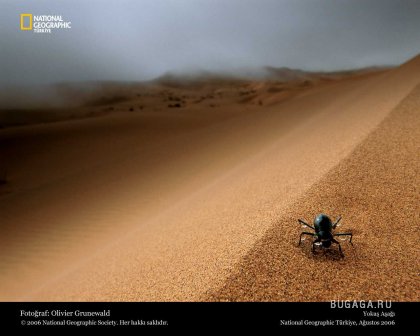 Фотографии от National Geographic(часть 2)